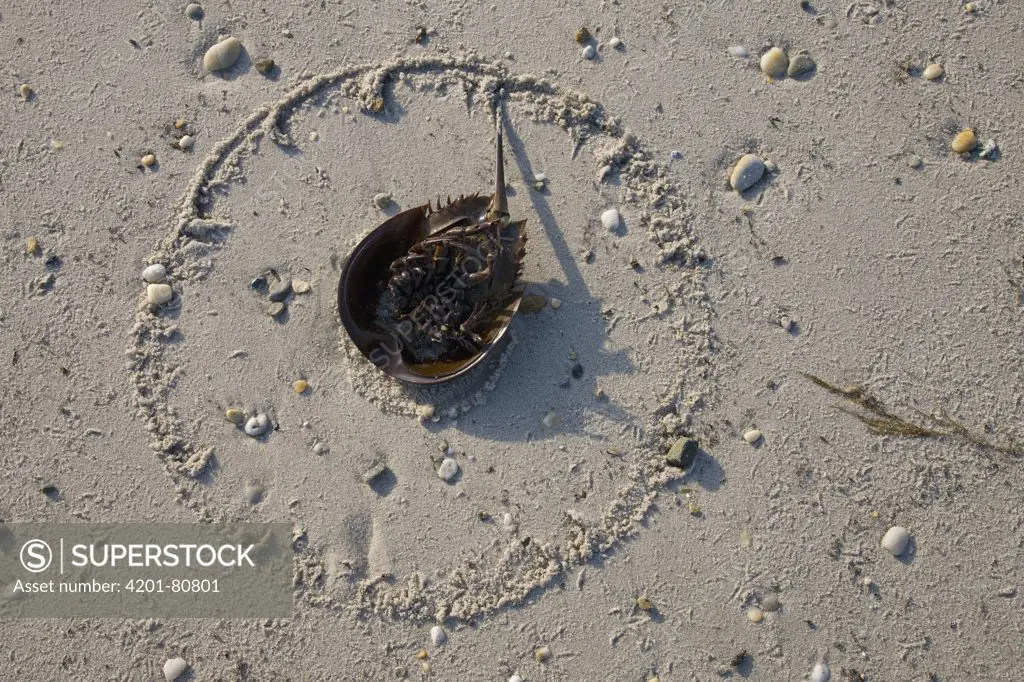 Horseshoe Crab (Limulus polyphemus) lying on its back on the morning after spawning night, Delaware Bay, Delaware