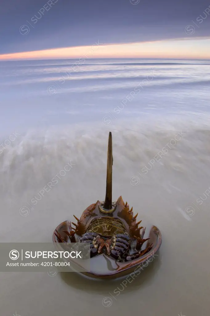 Horseshoe Crab (Limulus polyphemus) lies on its back on the morning after spawning night, Delaware Bay, Delaware