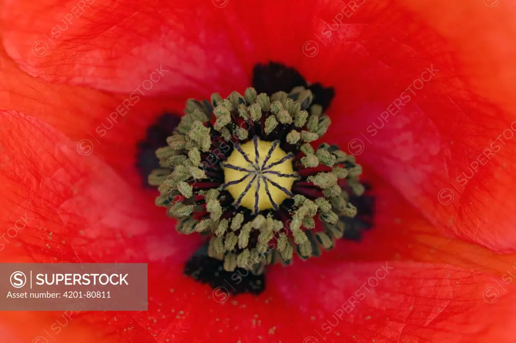 Red Poppy (Papaver rhoeas) flower showing pistil and stamens, Germany