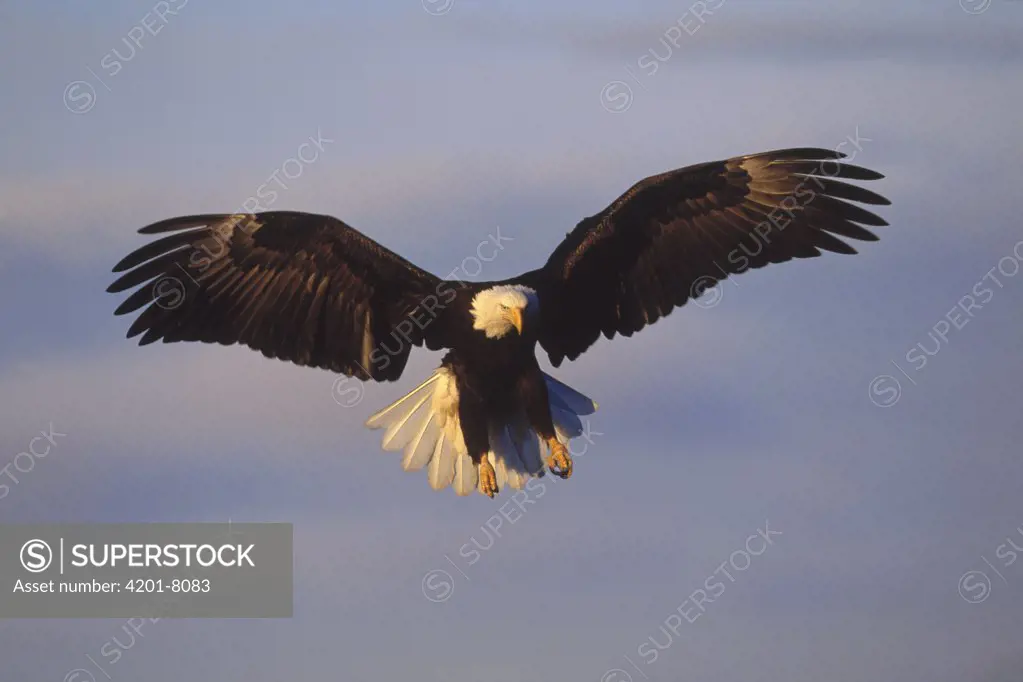 Bald Eagle (Haliaeetus leucocephalus) flying with talons out, Homer, Alaska