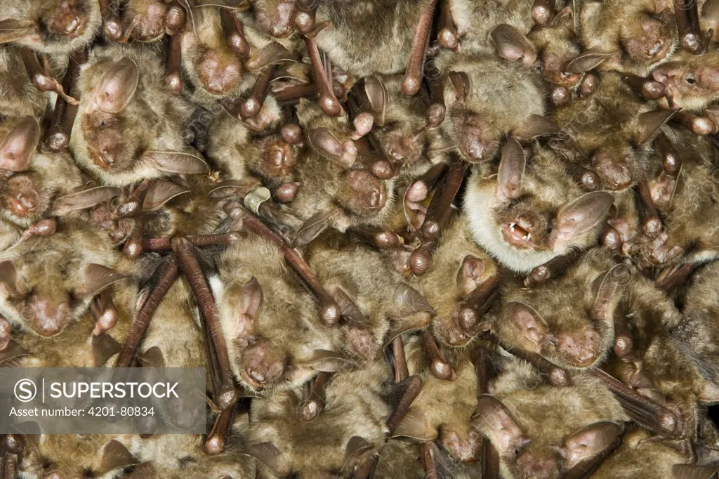 Greater Mouse-eared Bat (Myotis myotis) colony roosting, Germany