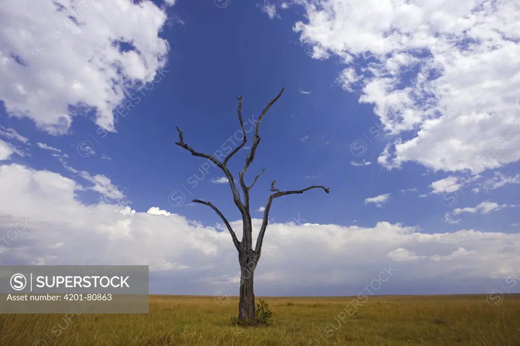 Savannah with dead acacia tree, Masai Mara National Reserve, Kenya