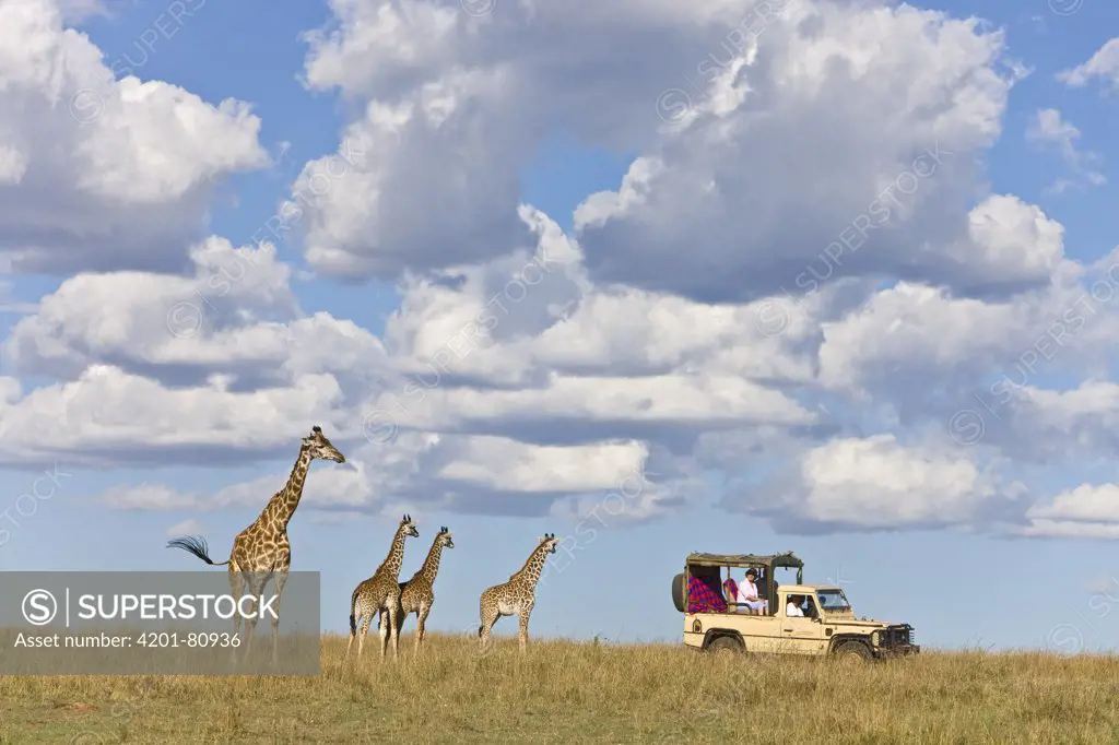 Masai Giraffe (Giraffa camelopardalis tippelskirchi) female and calves watching a tourist car, Masai Mara National Reserve, Kenya