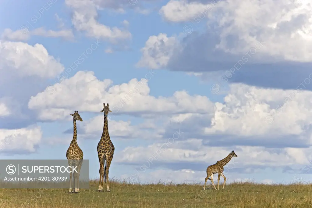 Masai Giraffe (Giraffa camelopardalis tippelskirchi) mother, father and calf, Masai Mara National Reserve, Kenya