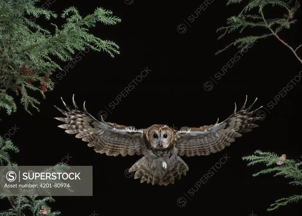 Tawny Owl (Strix aluco) flying