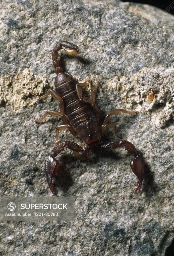 Scorpion (Euscorpius flavicaudis) on rock, top view, harmless species of southern Europe but found in southern England