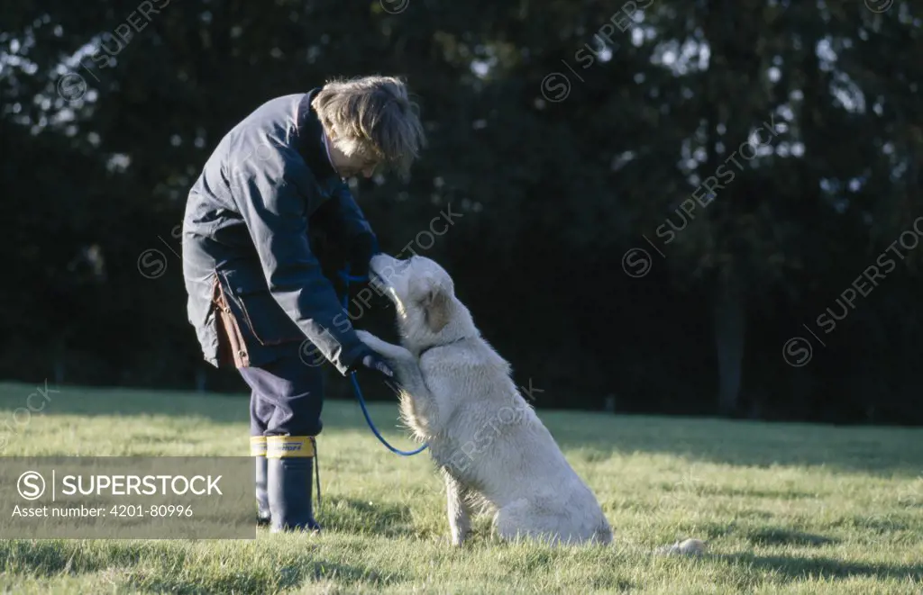 Golden Retriever (Canis familiaris) giving trainer paw