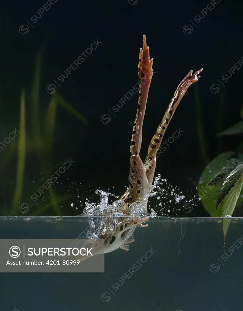 Northern Leopard Frog (Rana pipiens) diving into water