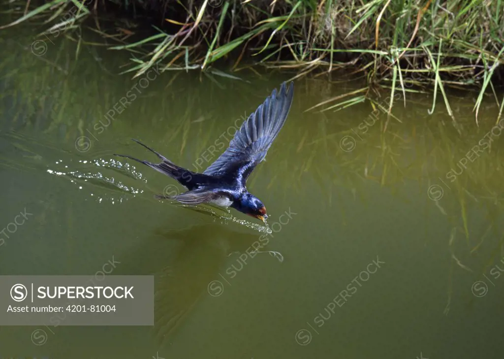 Barn Swallow (Hirundo rustica) drinking while flying, West Sussex, England