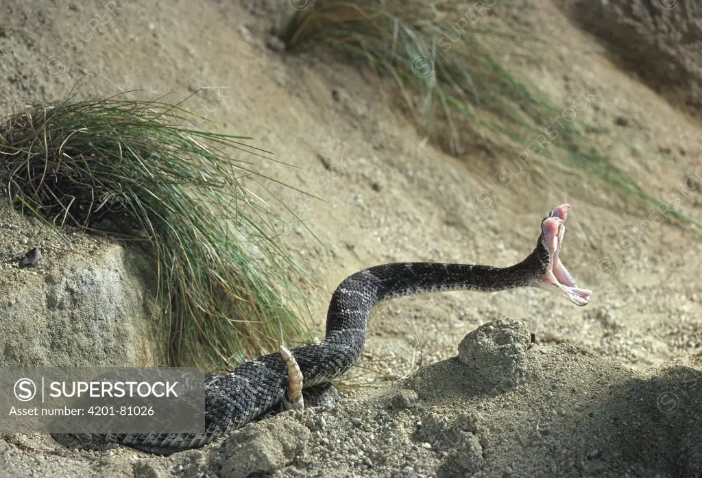 Western Diamondback Rattlesnake (Crotalus atrox) striking