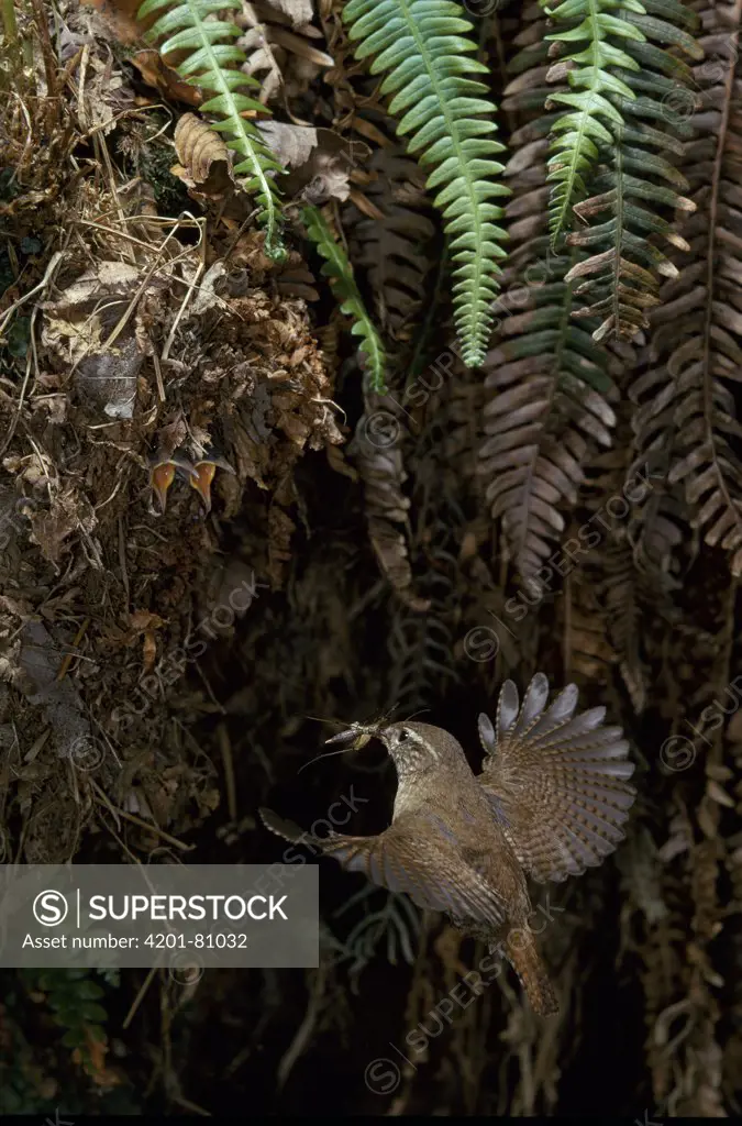 Winter Wren (Troglodytes troglodytes) flying to nest with prey for young