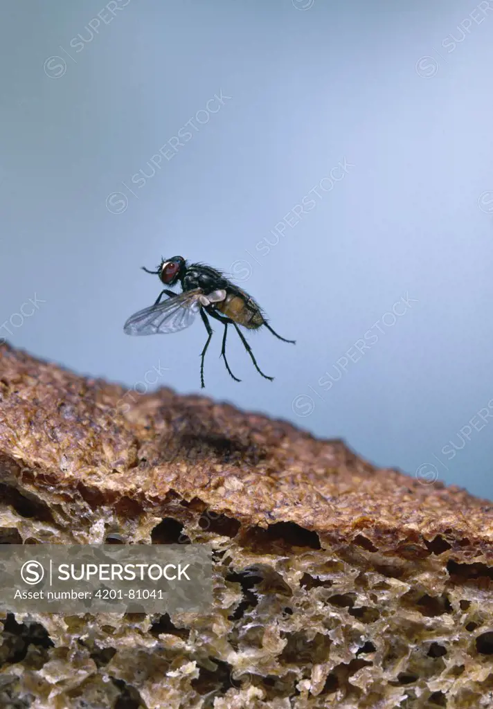 House Fly (Musca domestica) flying over bread