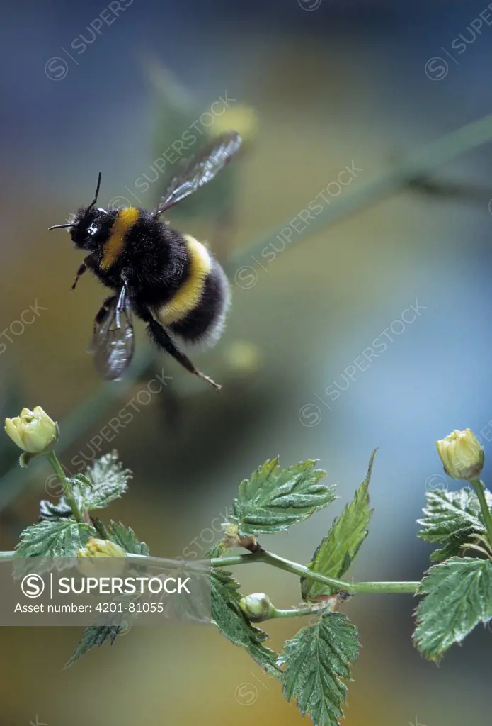White-tailed Bumblebee (Bombus lucorum) flying