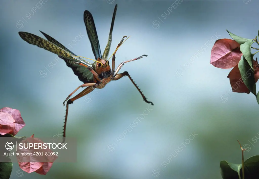 Giant Brown Cricket (Tropidacris dux) actually a grasshopper, flying, Venezuela