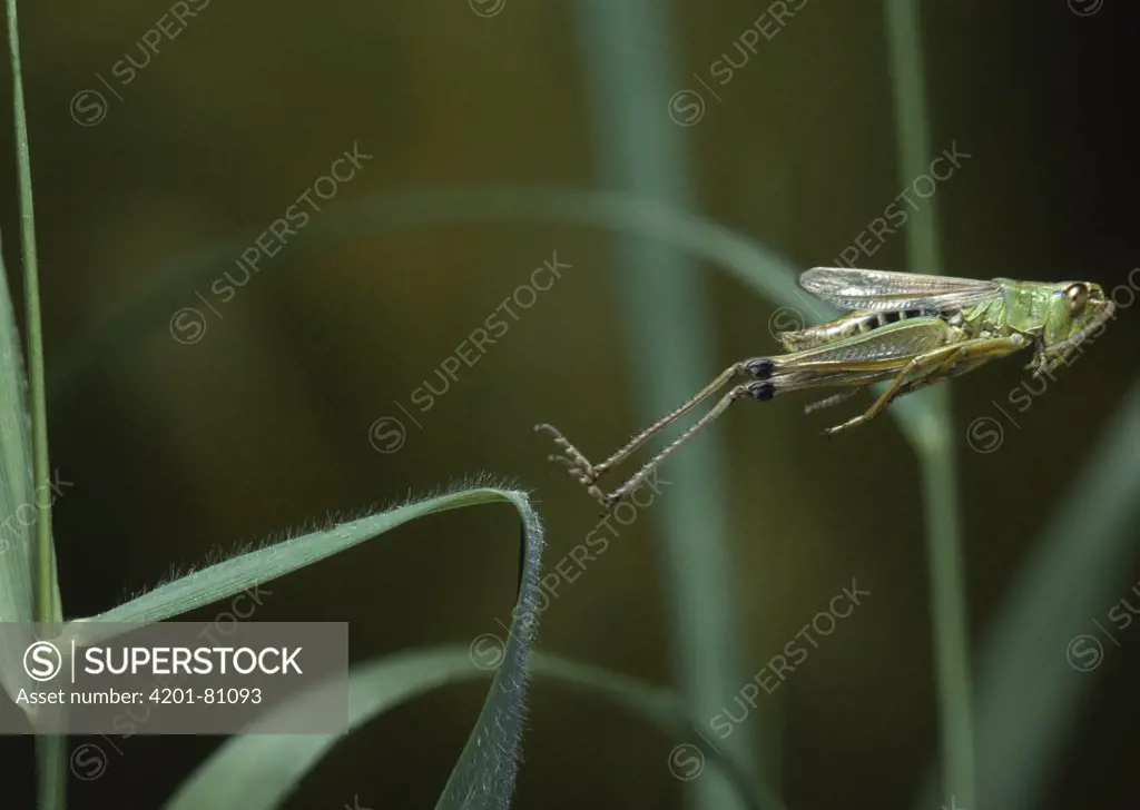 Meadow Grasshopper (Chorthippus parallelus) leaping, sequence 1 of 2