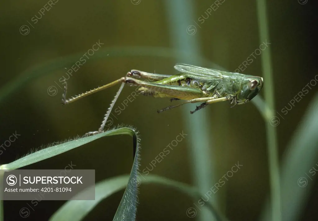 Meadow Grasshopper (Chorthippus parallelus) leaping, sequence 2 of 2