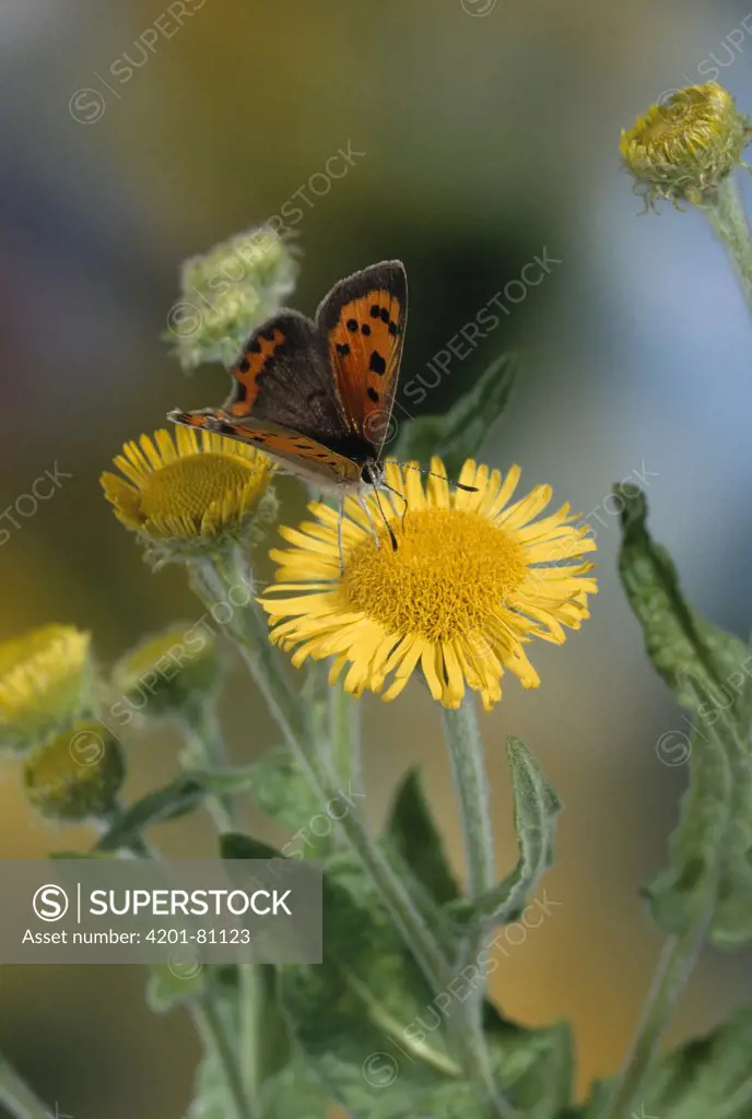 Small Copper (Lycaena phlaeas) butterfly on fleabane flower