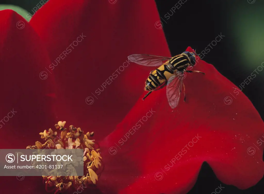 Hoverfly (Helophilus pendulus) on rose