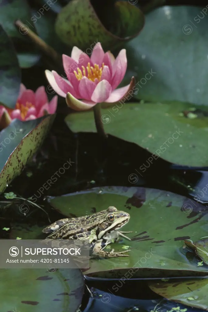 Edible Frog (Rana esculenta) on waterlily leaf in garden pond