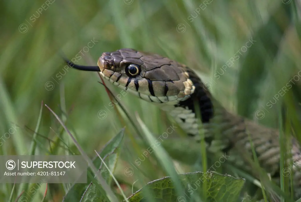 Grass Snake (Natrix natrix) flicking tongue