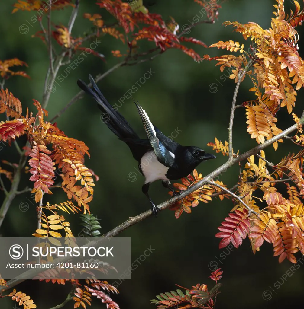 Black-billed Magpie (Pica pica) amongst autumn foliage