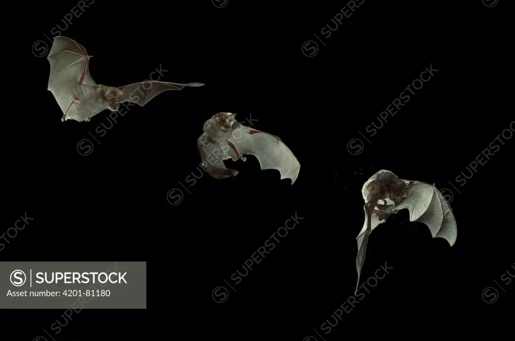 Greater Horseshoe Bat (Rhinolophus ferrumequinum) flying, male chasing moth