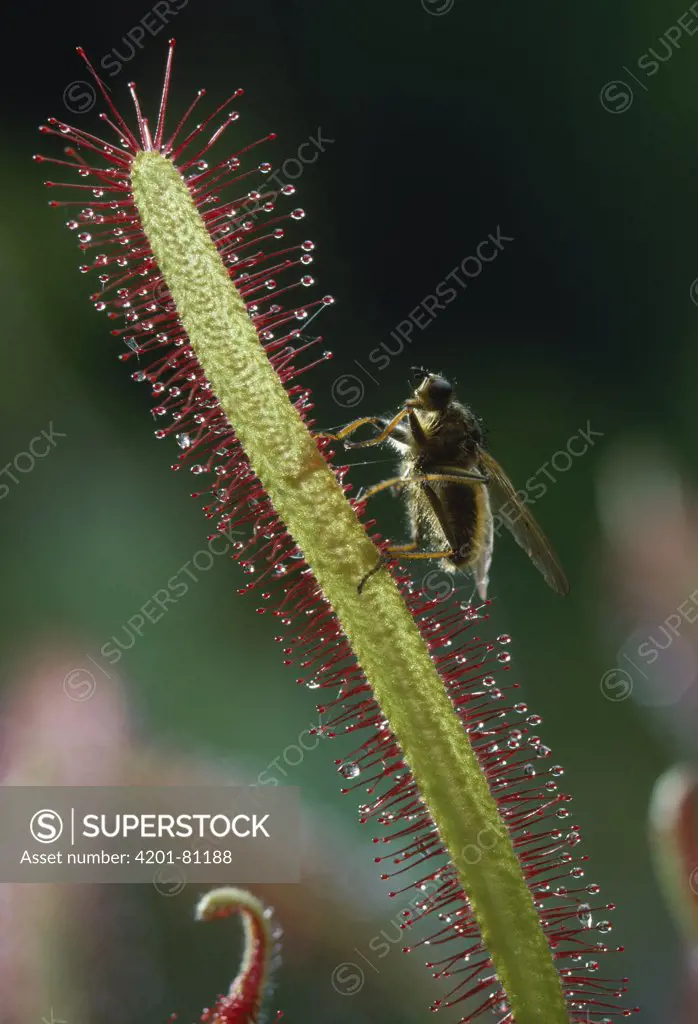 Cape Sundew (Drosera capensis) trapping fly, South Africa