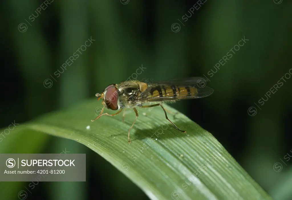 Marmalade Hover Fly (Episyrphus balteatus) on grass blade