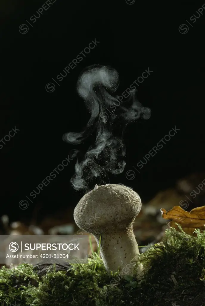 Club Fungus (Lycoperdon sp) disbursing spores into air, edible when young