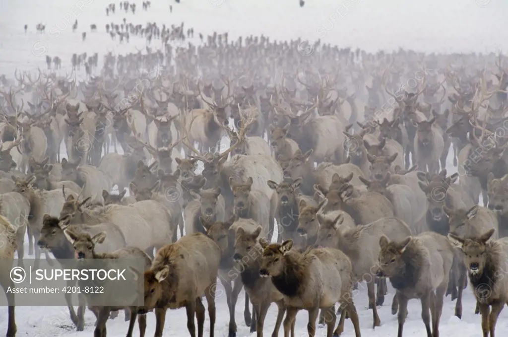 Elk (Cervus elaphus) herd, National Elk Refuge, Wyoming