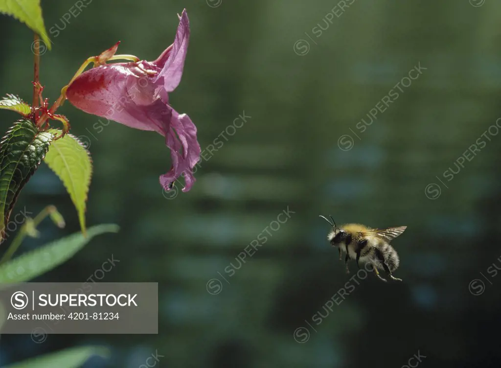 Brown Bumblebee (Bombus pascuorum) flying approaching indian balsam