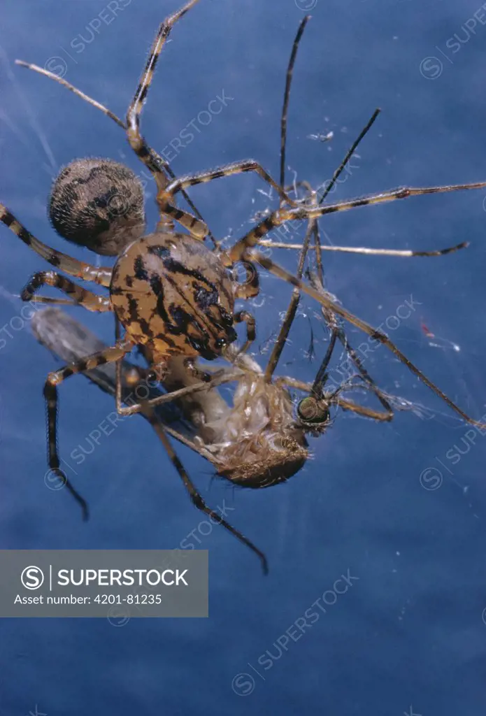 Spitting Spider (Scytodes thoracica) with mosquito prey
