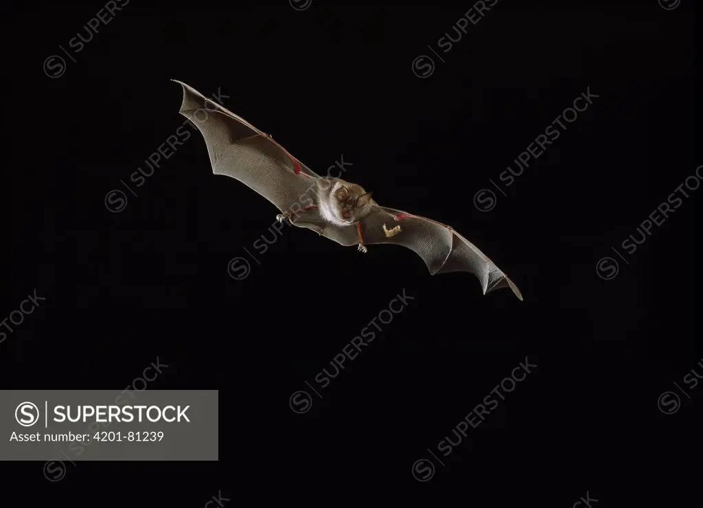 Greater Horseshoe Bat (Rhinolophus ferrumequinum) flying after moth
