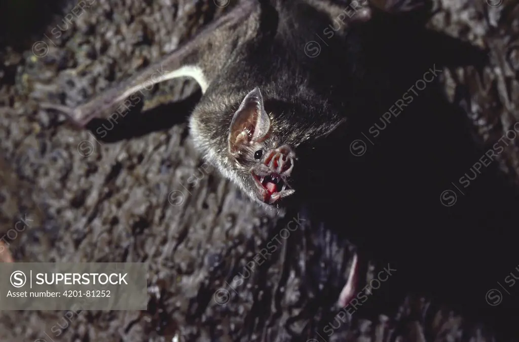 Vampire Bat (Desmodus rotundus)