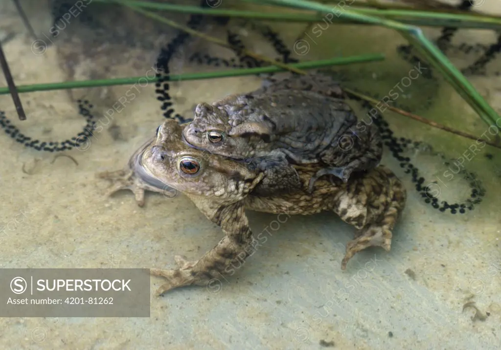 European Toad (Bufo bufo) pair in amplexus with strings of spawn