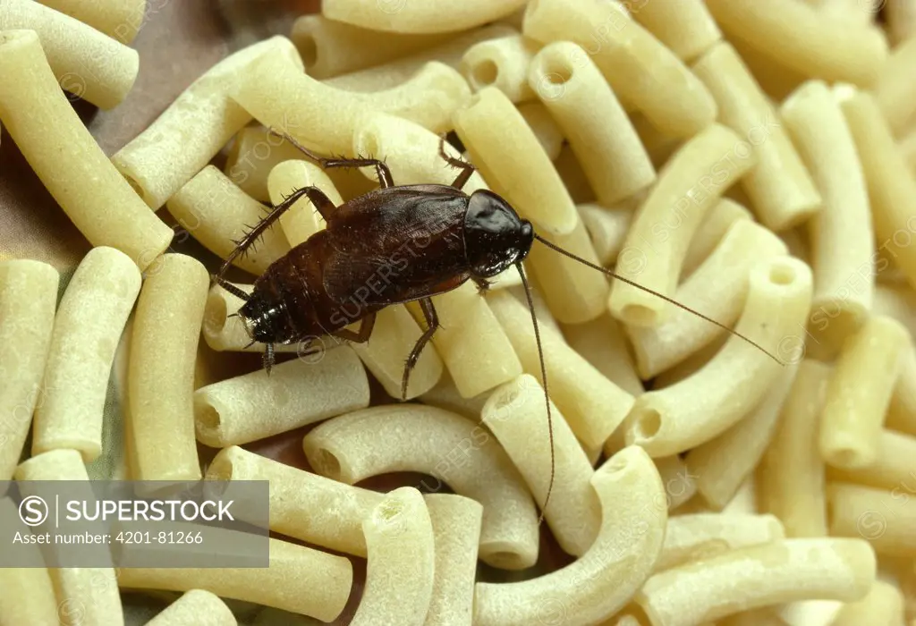 Oriental Cockroach (Blatta orientalis) on macaroni