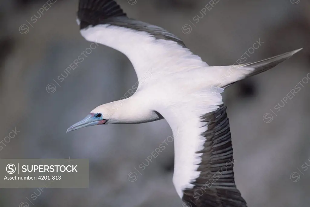 Red-footed Booby (Sula sula) white morph flying, Tower Island, Galapagos Islands, Ecuador