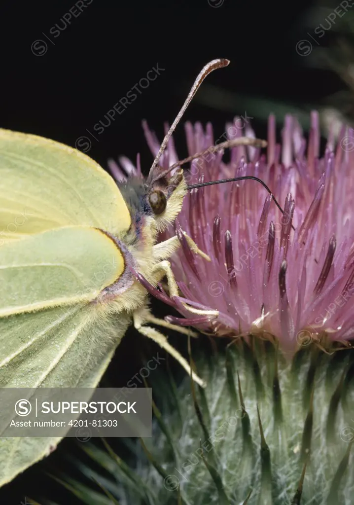 Brimstone (Gonepteryx rhamni) using proboscis to feed at thistle flower