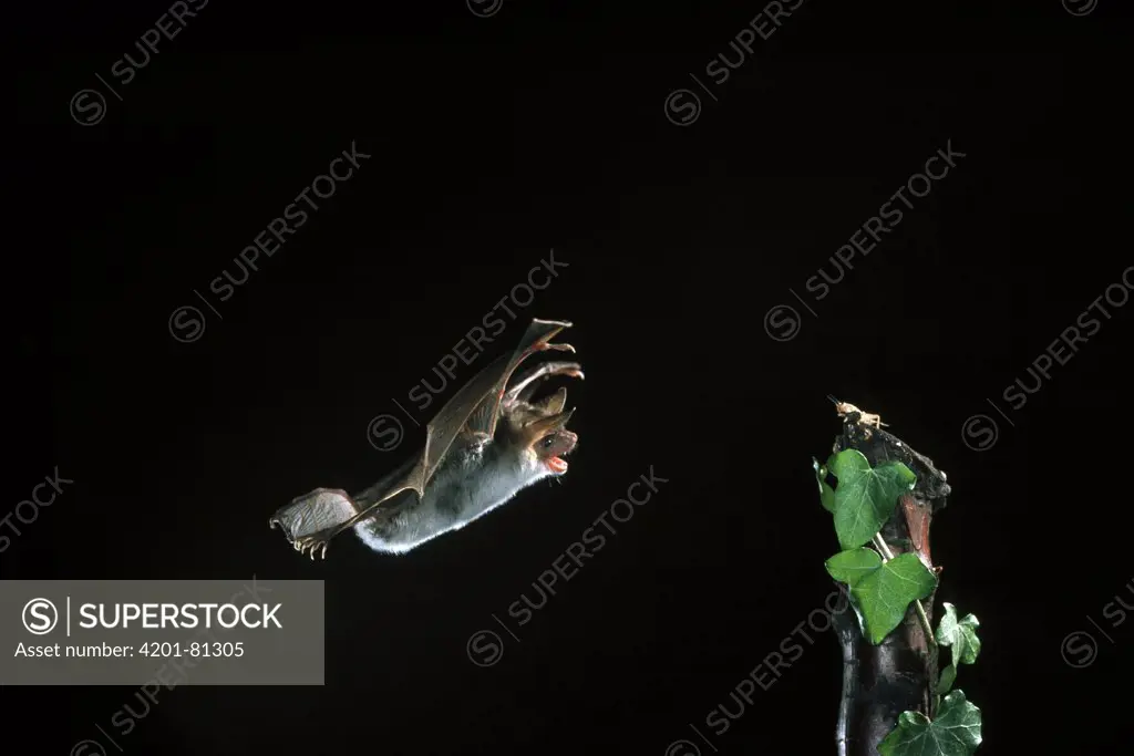 Greater Mouse-eared Bat (Myotis myotis) attacking prey