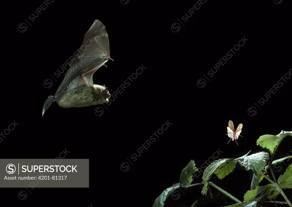 Common Pipistrelle (Pipistrellus pipistrellus) pursuing caddis fly