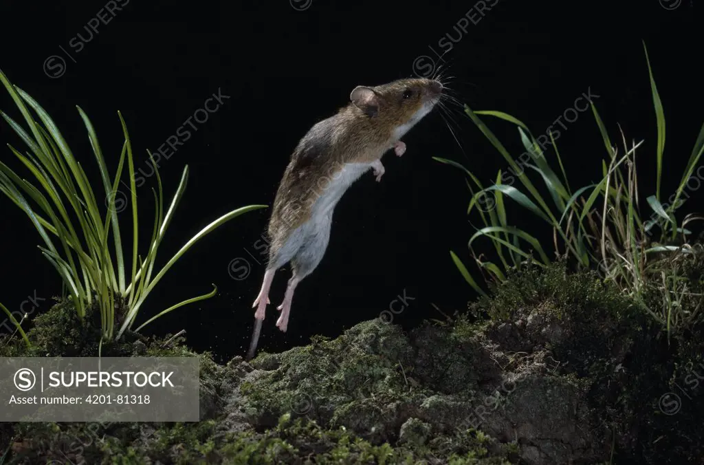 Yellow-necked Field Mouse (Apodemus flavicollis) jumping