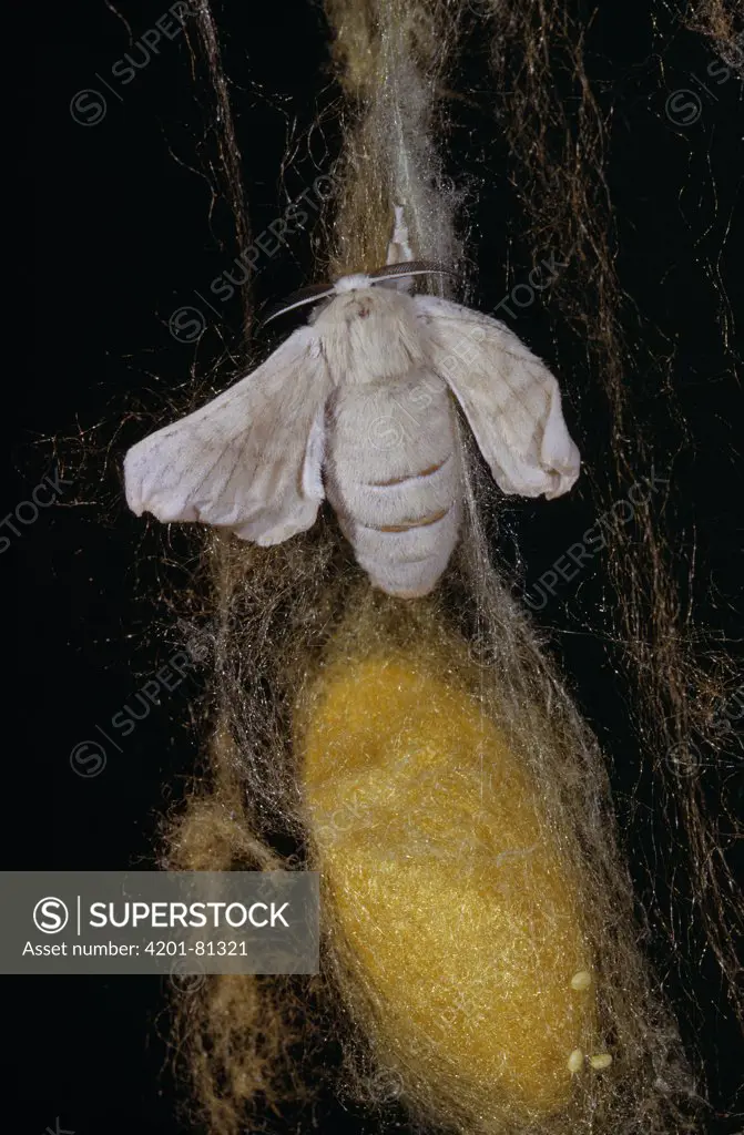 Silkworm (Bombyx mori) male on cocoon