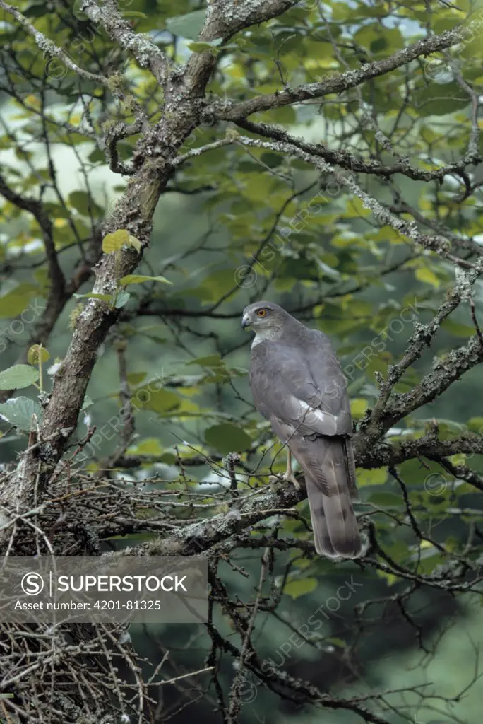 Eurasian Sparrowhawk (Accipiter nisus) at nest