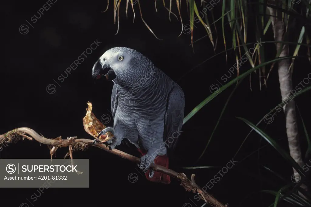 African Grey Parrot (Psittacus erithacus) feeding on seed pod