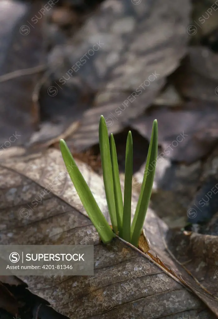 English Bluebell (Hyacinthoides nonscripta) new shoots in spring