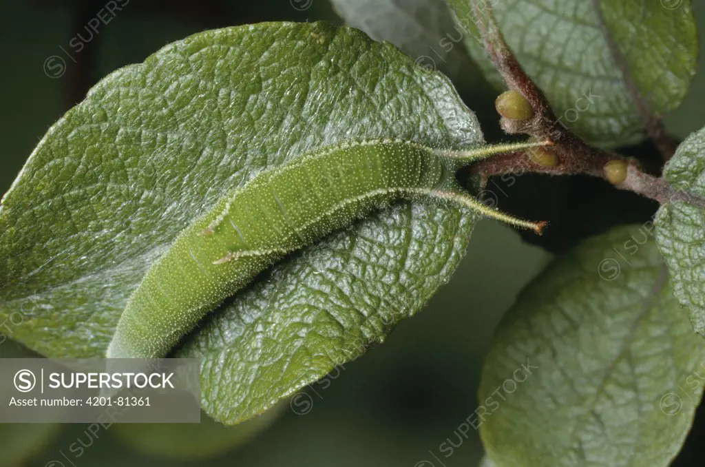 Lesser Purple Emperor (Apatura ilia) larva camouflaged on leaf