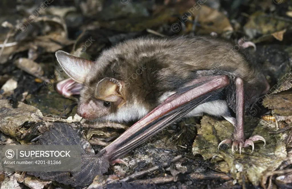 Greater Mouse-eared Bat (Myotis myotis) hunting for insects