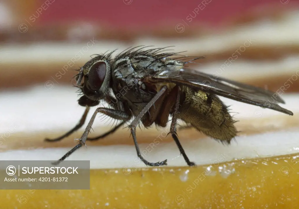House Fly (Musca domestica) on bacon