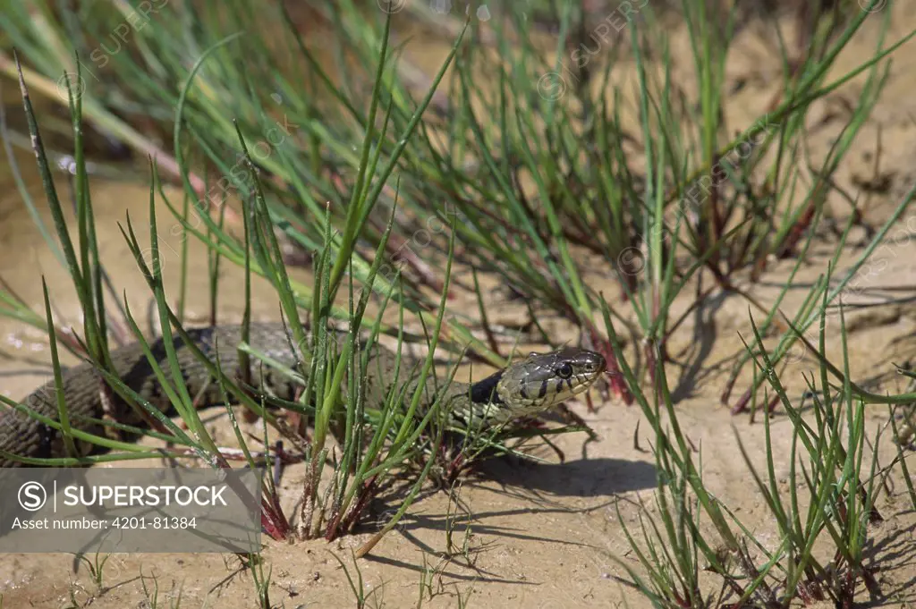 Grass Snake (Natrix natrix) in grass