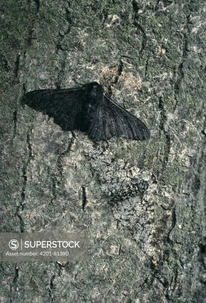 Peppered Moth (Biston betularia) normal white color and melanistic form, melanistic form is better camouflaged in areas where lichen growth is inhibited by industrial pollution, Europe